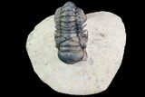 Crotalocephalina Trilobite - Foum Zguid, Morocco #75464-2